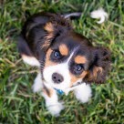 Cavalier king charles spaniel der sidder på en græsplæne og kigger op