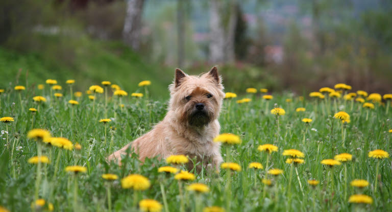 Cairn terrier sidder på en mark med blomster