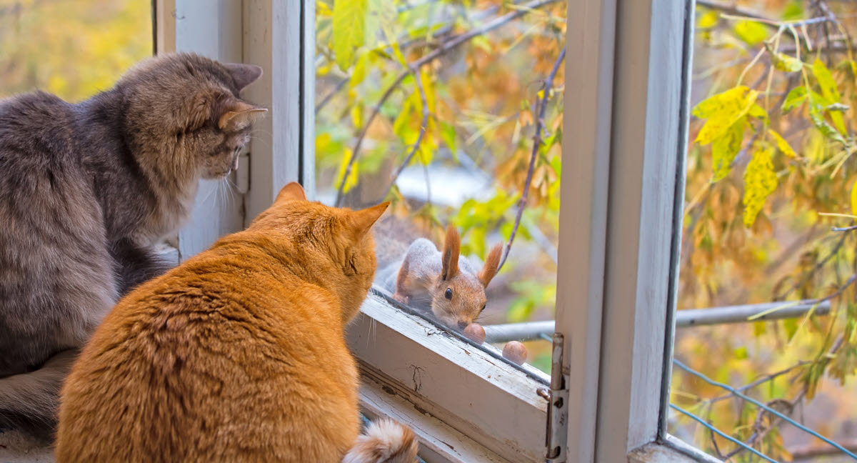 bekymre Squeak Flagermus Katten Roxy klarede et fald fra sjette sal - Agria Dyreforsikring