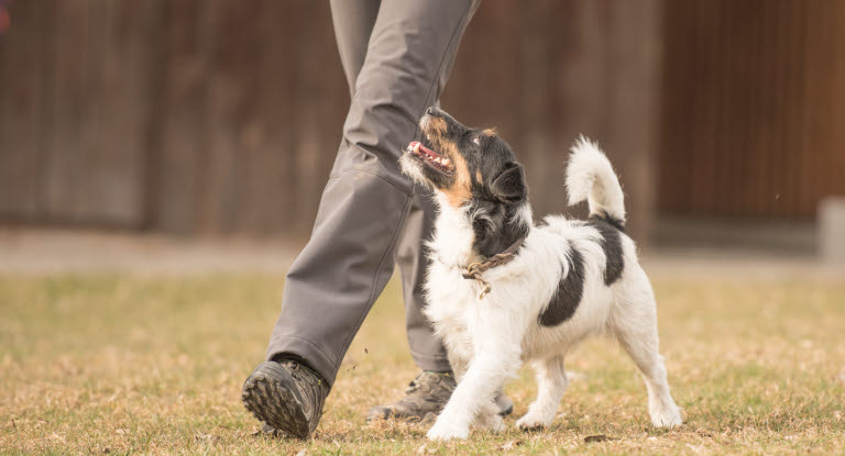 hund og ejer - Sørg for at knytte et godt bånd til din nye genbrugshund