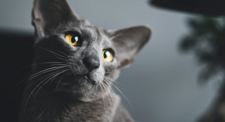 defekt rør frill Blodøre hos kat - Læs om symptomer og behandling af øret her - Agria  Dyreforsikring