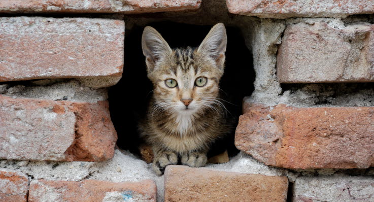 hvorfor har katte knurhår hvorfor har katte knurhår