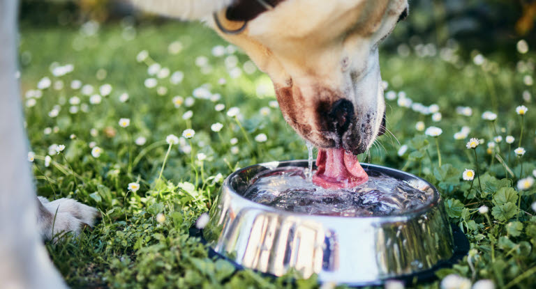 En hund, der drikker meget, kan være et tegn på sygdom.