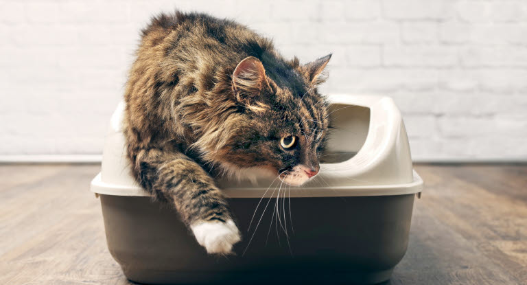 Hvis din kat ikke har afføring som normalt, kan det skyldes flere underliggende problemer.