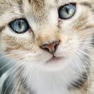 førstehjælp til katten - Sådan gør - Agria Dyreforsikring