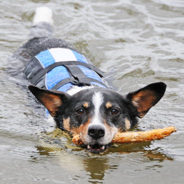 Hunde - Find af viden om pasning pleje her - Agria Dyreforsikring