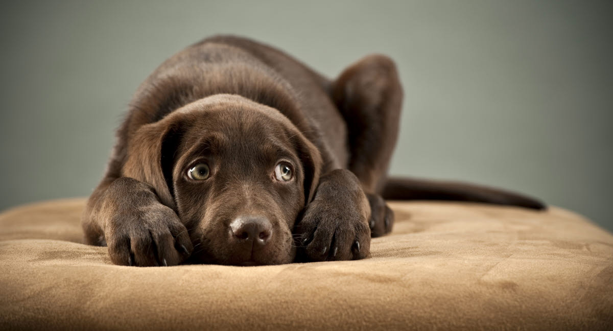 januar udvikling Sky Menneskemad kan være livsfarligt for hunde - Agria Dyreforsikring