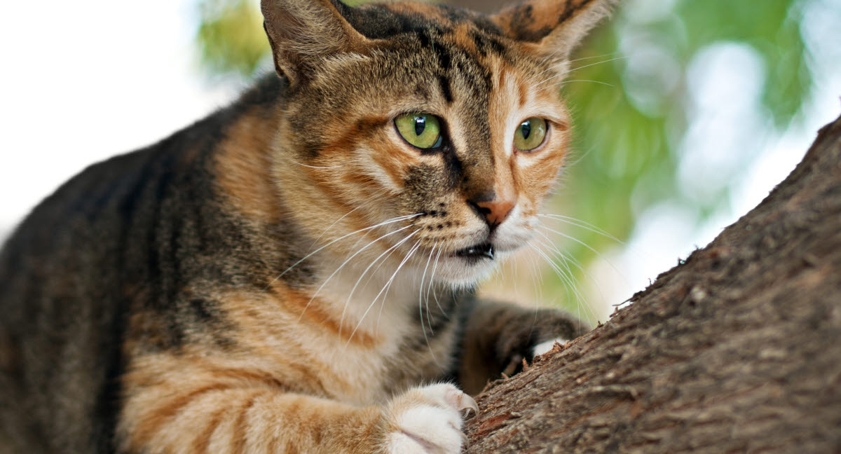 Øremider kat Agria Dyreforsikring