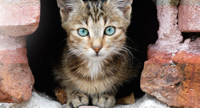 Spørgsmål og svar om katteforsikring Agria Dyreforsikring