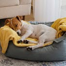 Hund ligger og sover i en kurv