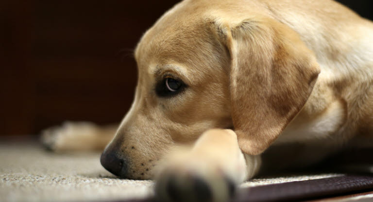 Hund ligger på et tæppe 