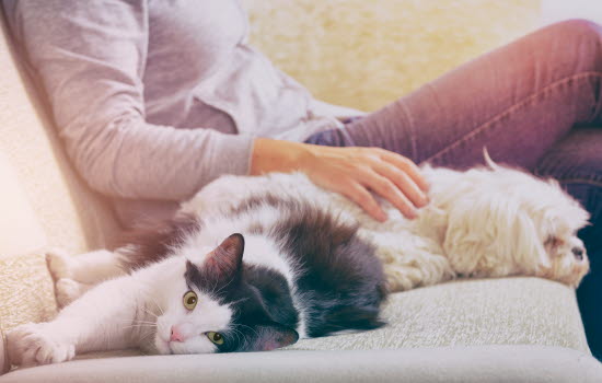 Hund og kat slapper af i sofa