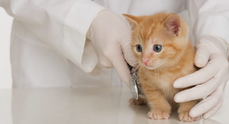 hvor mange katte er der i danmark hvor mange katte er der i danmark