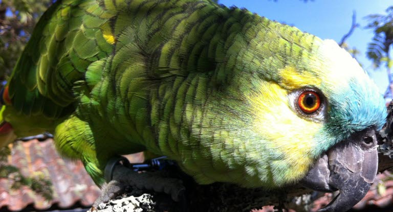 Pasning papegøje - Agria Dyreforsikring