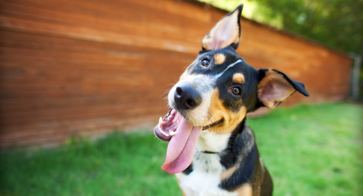 Pas på hunden i - Læs vores tips til at hjælpe hund her -