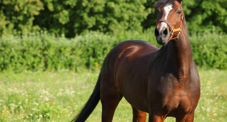Hest på varm sommerdag