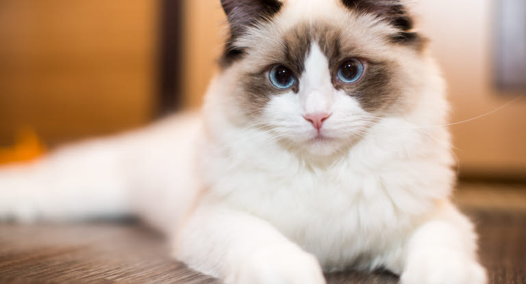 Ragdoll ligger på et gulv