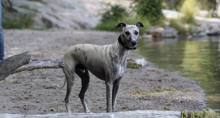 Hunde og reaktioner insektbid - Dyreforsikring