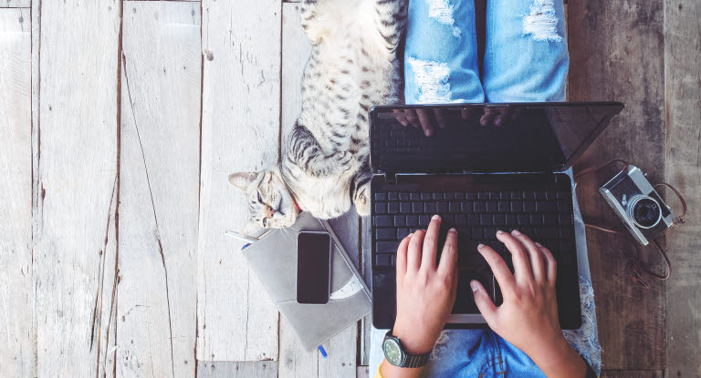 Kat, der ligger på ryggen ved siden af sin ejer, som har en bærbar computer på skødet.