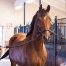Kvinde strigler sin hest i stalden