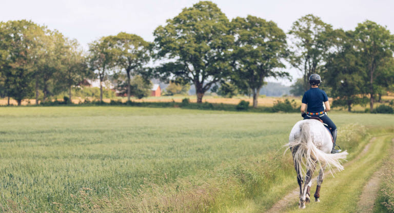 Hest og rytter på udendørs ridetur.