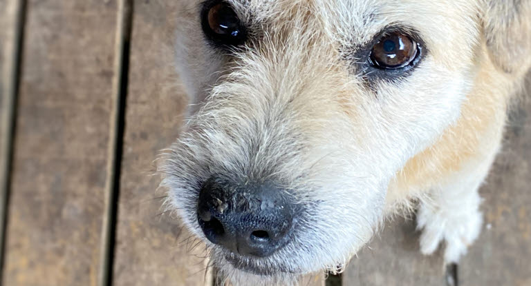 Hund med tør og skællende næse.