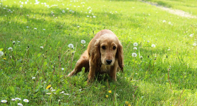 En hund, der tisser ofte og i små mængder, kan være et tegn på urinsten.