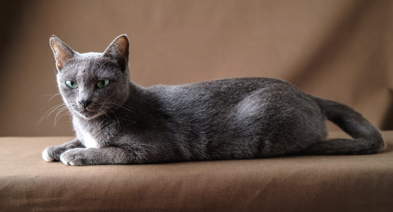 Korat kat ligger på en sofa