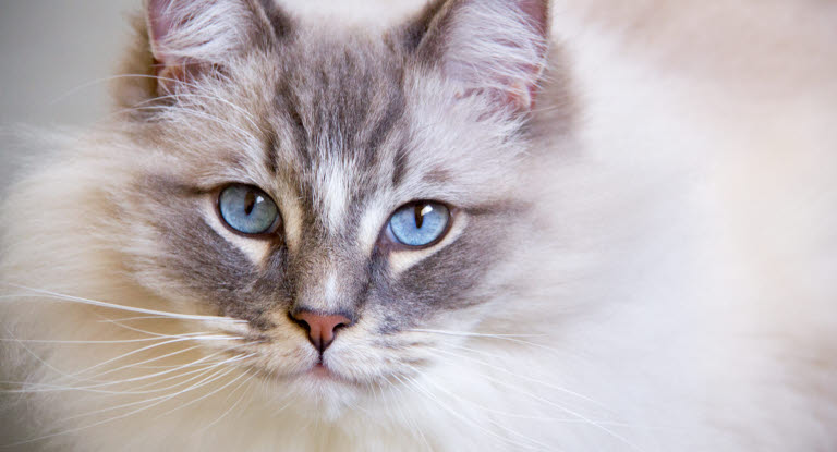 Udover Svig kontakt Katte har forskellige karaktertræk - Agria Dyreforsikring