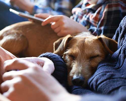 Hund med familie hygge.