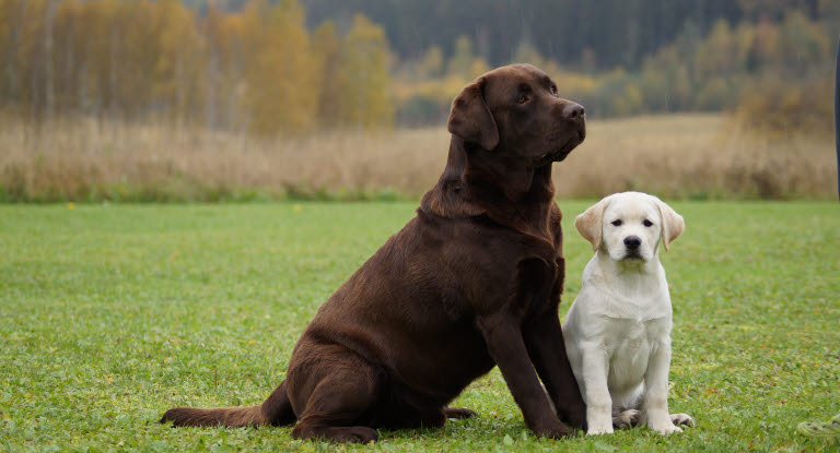 En brun og en gul labrador retriever sidder på en græsplæne