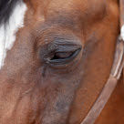 Rindende øjne kan betyde øjenbetændelse hos heste