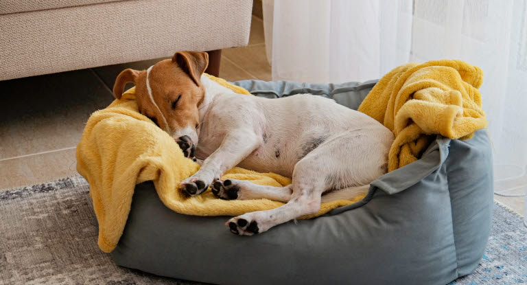 Hund ligger og sover i en kurv