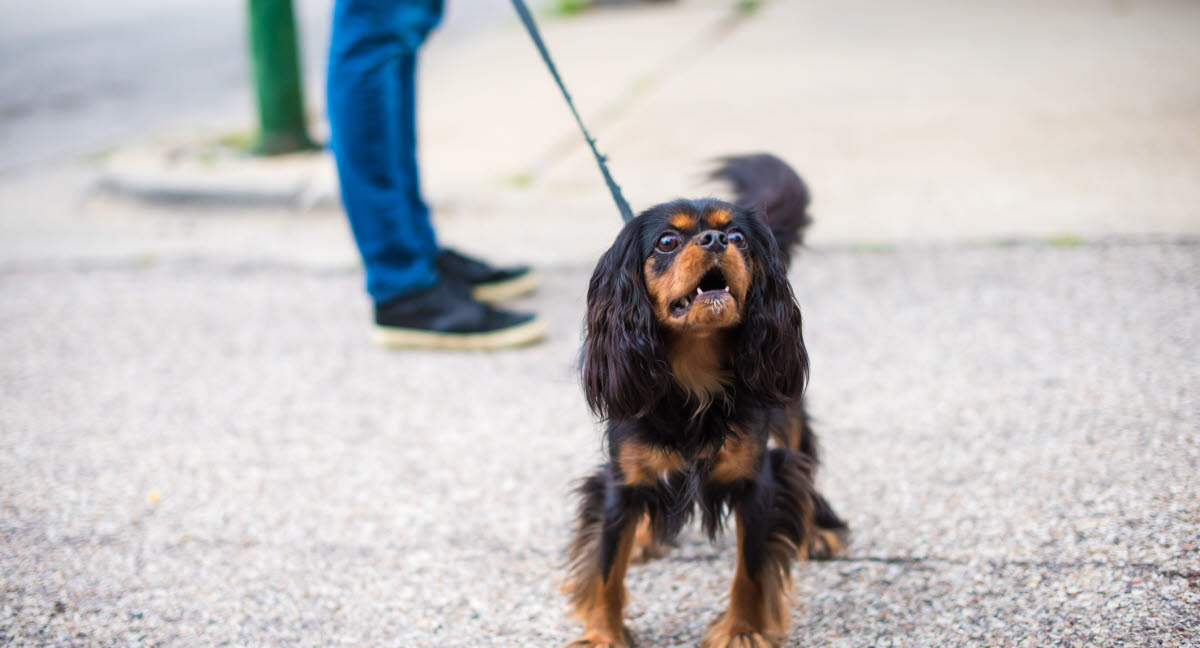 Hundeopdragelse kan den ældre hund nye tricks? - Agria Dyreforsikring