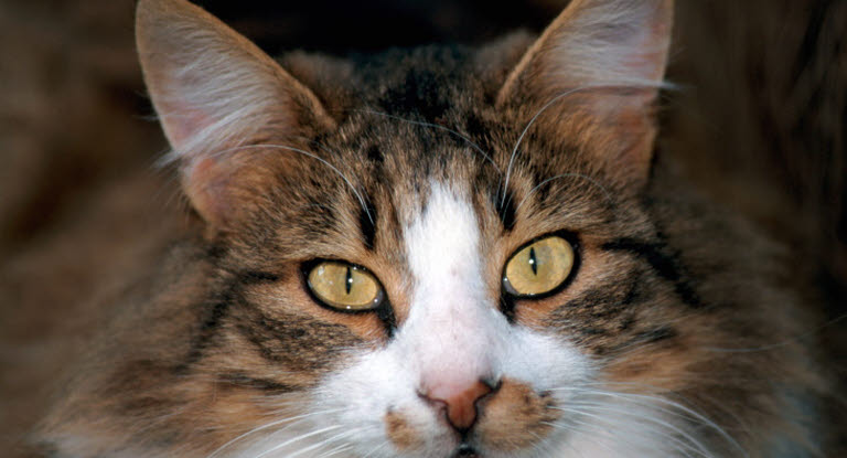vækstdvale ekskrementer Allergisk Katte rammes ofte af urinvejssygdomme - Læs mere om emnet her - Agria  Dyreforsikring