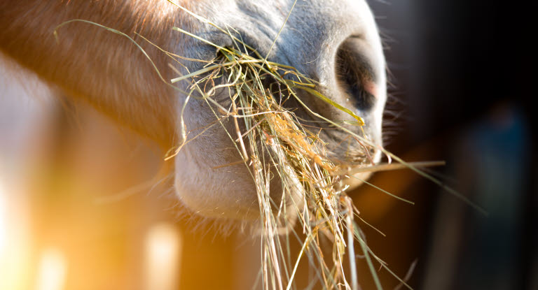 Hest spiser hø