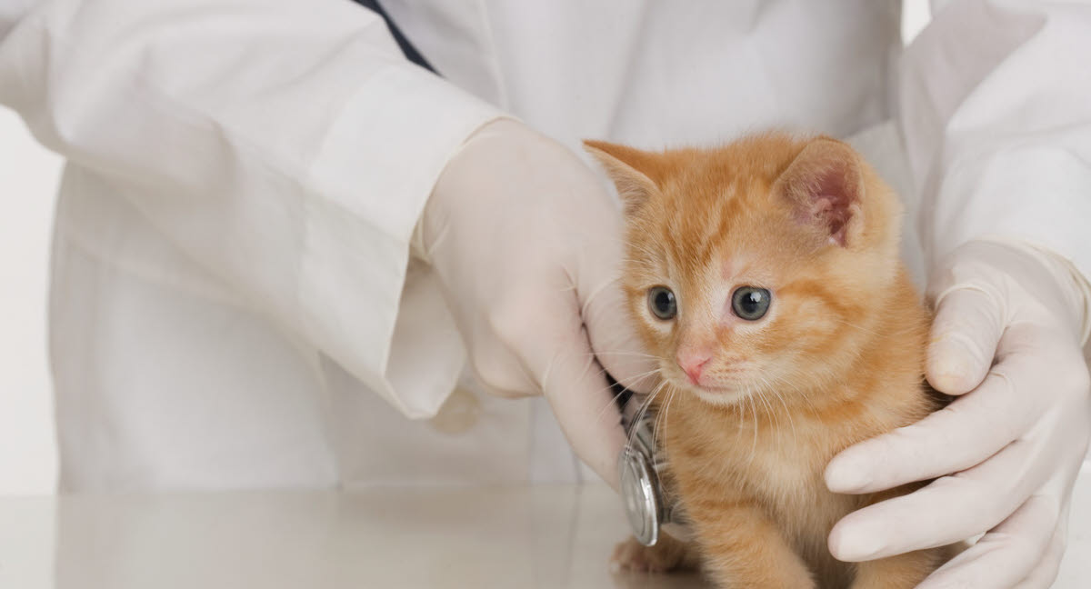 Jeg vil være stærk største Forskelle Almindelige dyrlægespørgsmål om katten - Agria Dyreforsikring