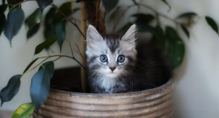 Drømmer du om at få en kat? Killing sidder i plantekrukke